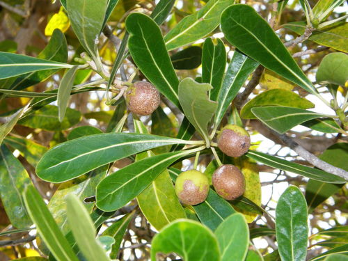 Uapaca bojeri