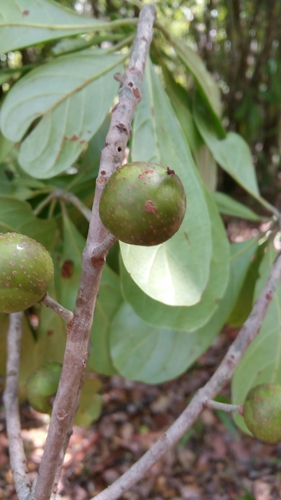 Uapaca ferruginea — photo