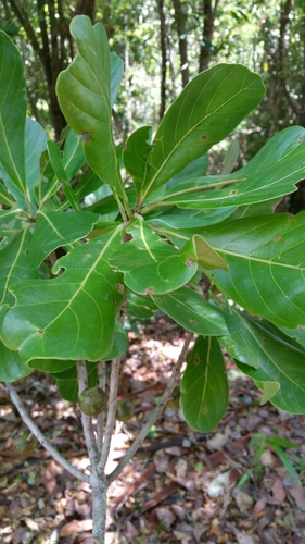 Uapaca ferruginea — photo