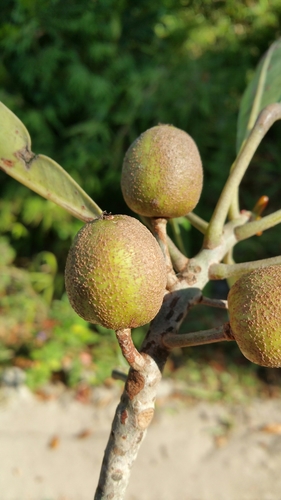Uapaca ferruginea