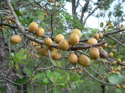 Uapaca guineensis (Sugar plum) — photo