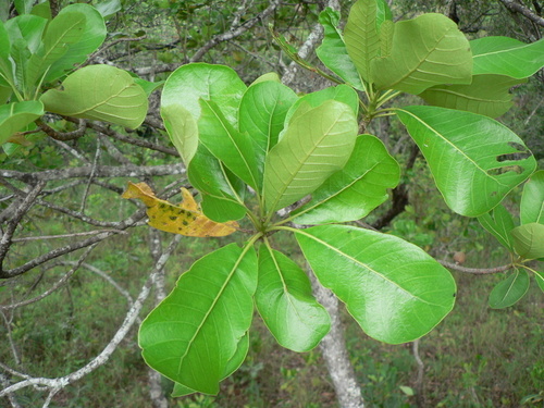 Uapaca guineensis (Sugar plum) — photo