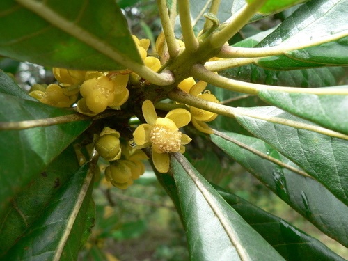 Uapaca guineensis