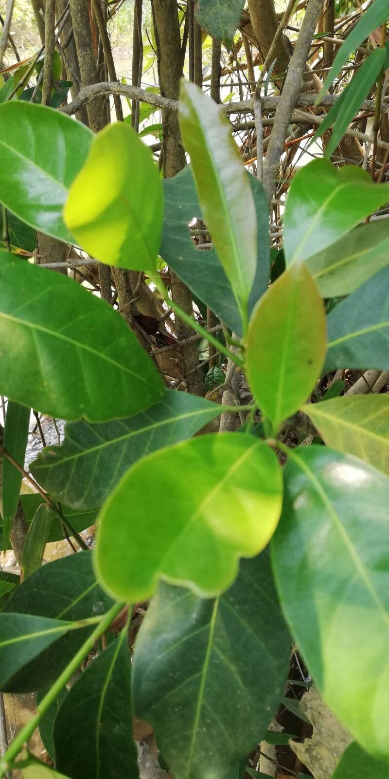 Uapaca heudelotii — photo