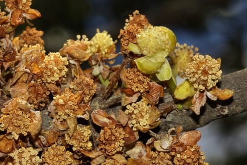 Uapaca kirkiana (Wild loquat) — photo