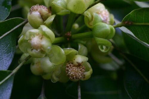 Uapaca nitida (Narrow-leaved mahobohobo) — photo
