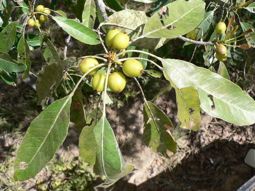 Uapaca nitida
