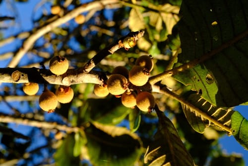 Uapaca pilosa — photo