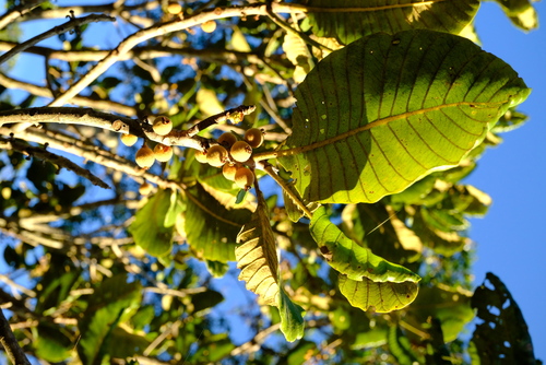 Uapaca pilosa