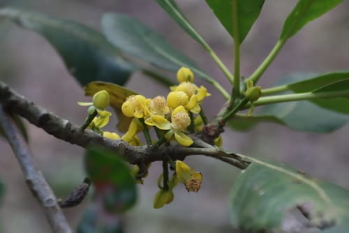 Uapaca sansibarica (Lesser mahobohobo) — photo