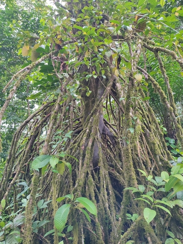 Uapaca vanhouttei