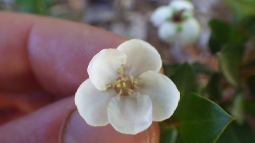 Ugni candollei — photo