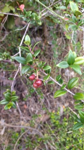 Ugni molinae (Chilean guava) — photo
