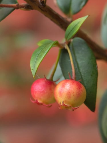 Ugni molinae