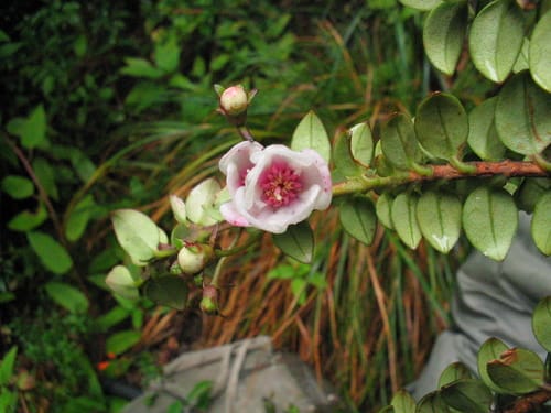 Ugni myricoides (Chilean mountain guava) — photo