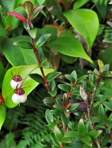 Ugni myricoides (Chilean mountain guava) — photo