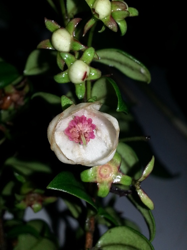 Ugni myricoides