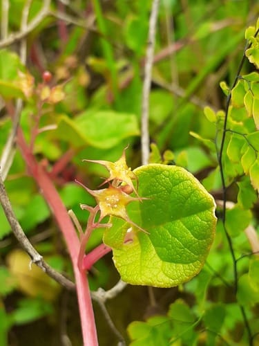 Ullucus tuberosus (Ulluco) — photo