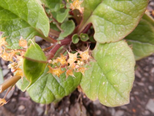 Ullucus tuberosus