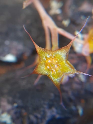 Ullucus tuberosus (Ulluco) — photo