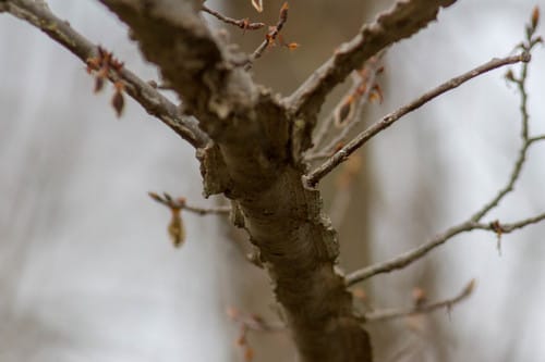 Ulmus alata (Winged elm) — photo