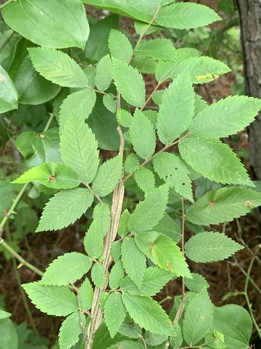 Winged elm