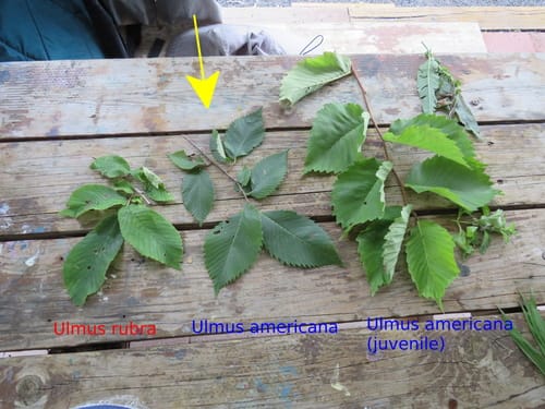Ulmus americana (American elm) — photo