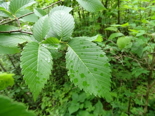 Ulmus americana