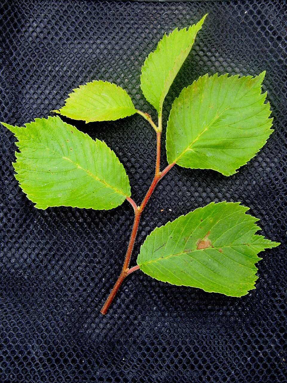 Ulmus bergmanniana — photo