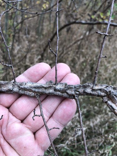 Ulmus campestris (English Elm) — photo