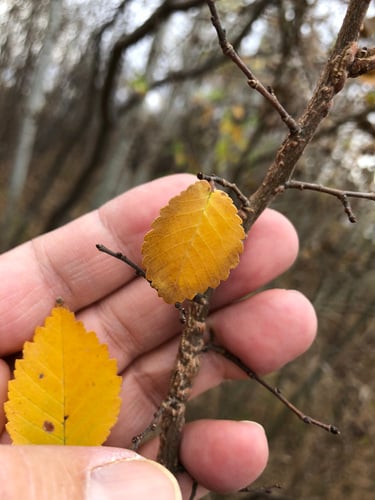 Ulmus campestris