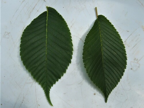 Ulmus davidiana (Japanese elm) — photo