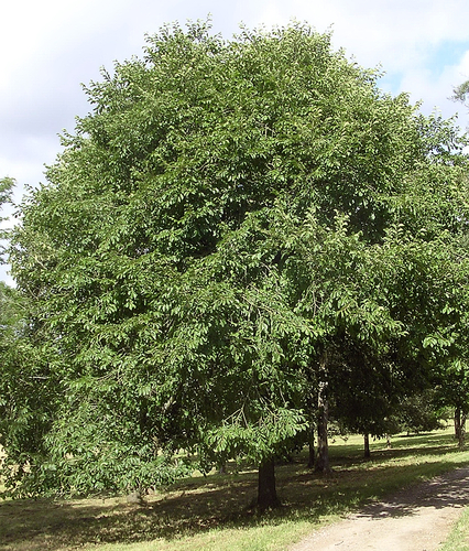 Ulmus davidiana (Japanese elm) — photo