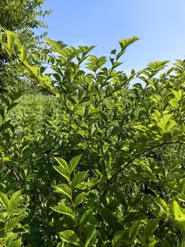 Ulmus japonica