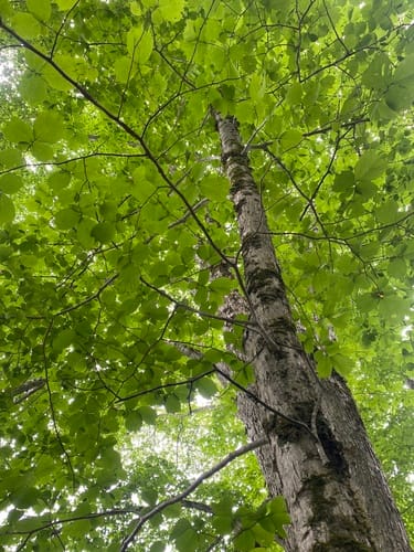 Ulmus laciniata — photo