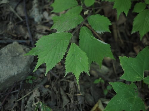 Ulmus laciniata — photo