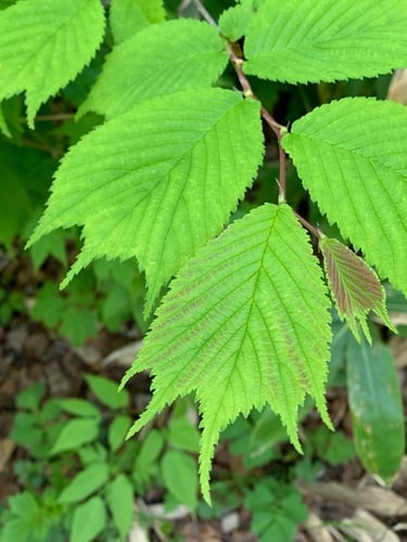 Ulmus laciniata