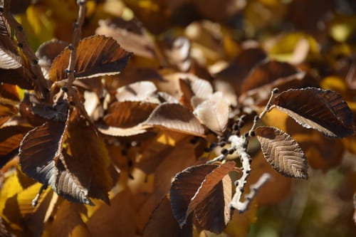 Ulmus macrocarpa — photo