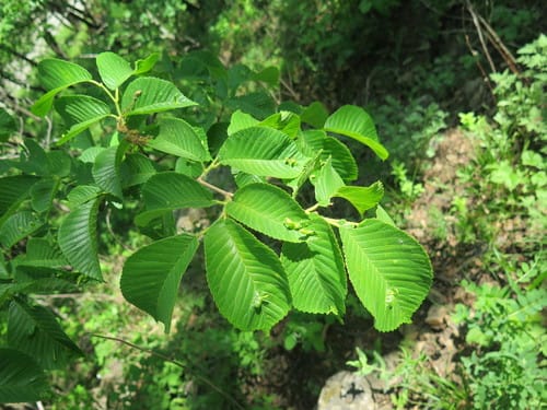 Ulmus macrocarpa — photo