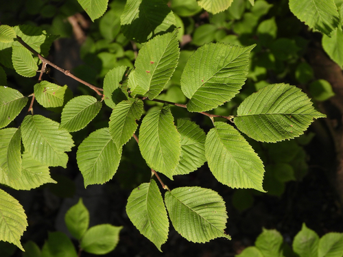 Ulmus macrocarpa