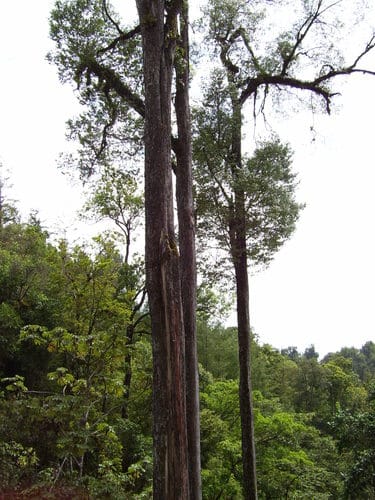 Ulmus mexicana — photo