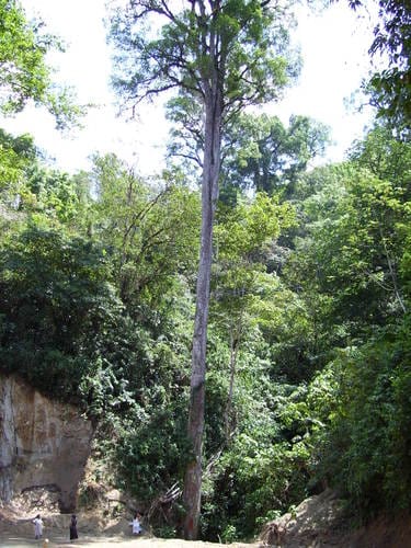 Ulmus mexicana — photo