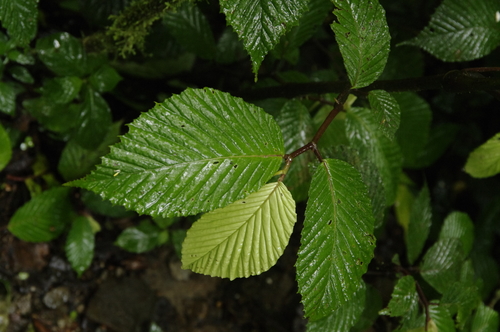 Ulmus mexicana