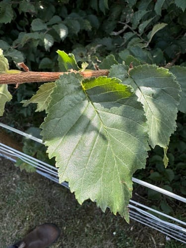 Ulmus procera (English elm) — photo