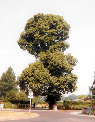 Ulmus procera