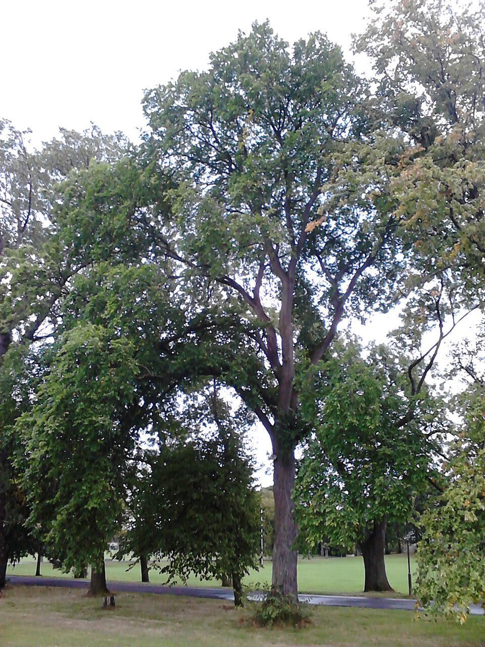 Ulmus propinqua (Spring elm) — photo