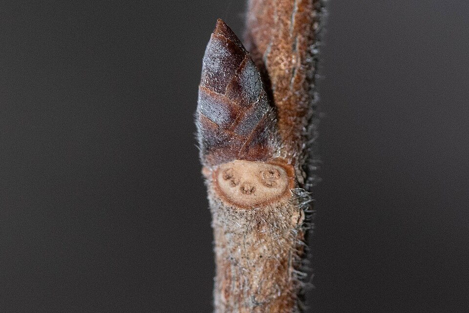 Ulmus propinqua