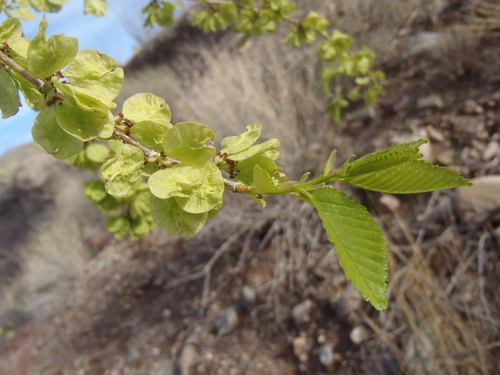 Ulmus pumila (Siberian elm) — photo