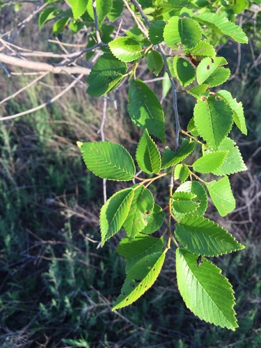 Ulmus pumila (Siberian elm) — photo