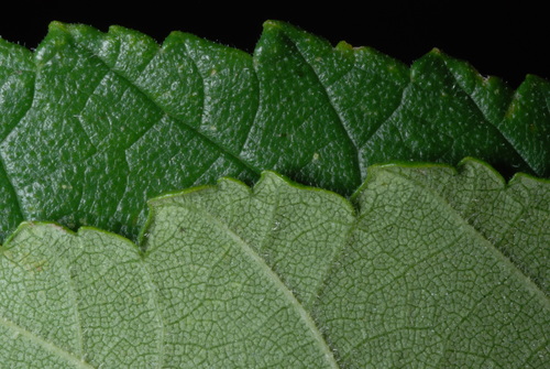 Ulmus rubra (Slippery elm) — photo